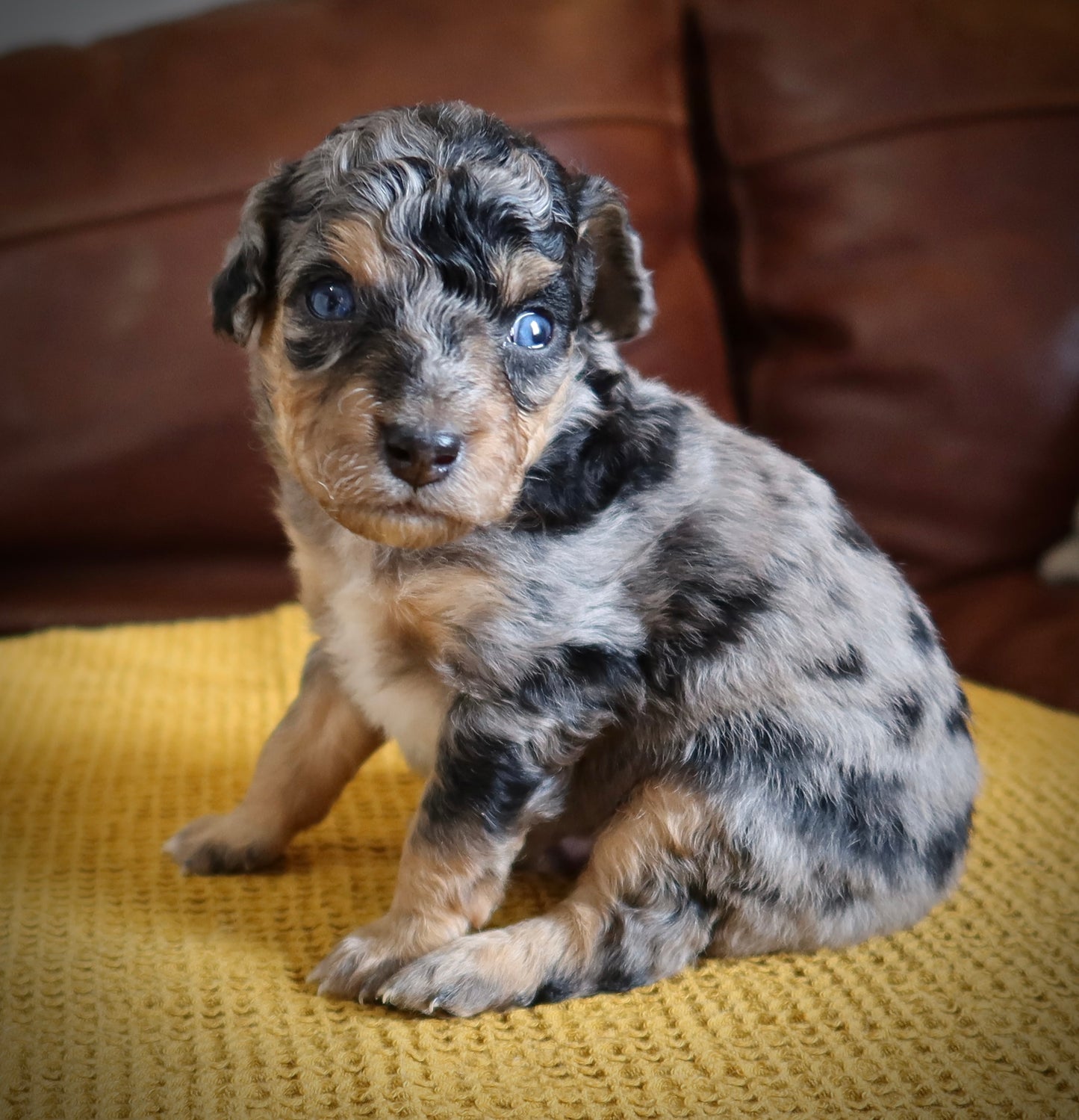 Male Mini Australian Mountain Doodle