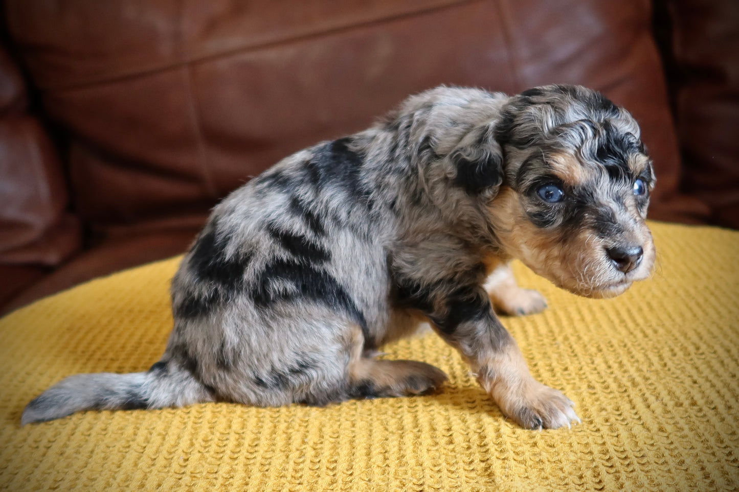 Male Mini Australian Mountain Doodle