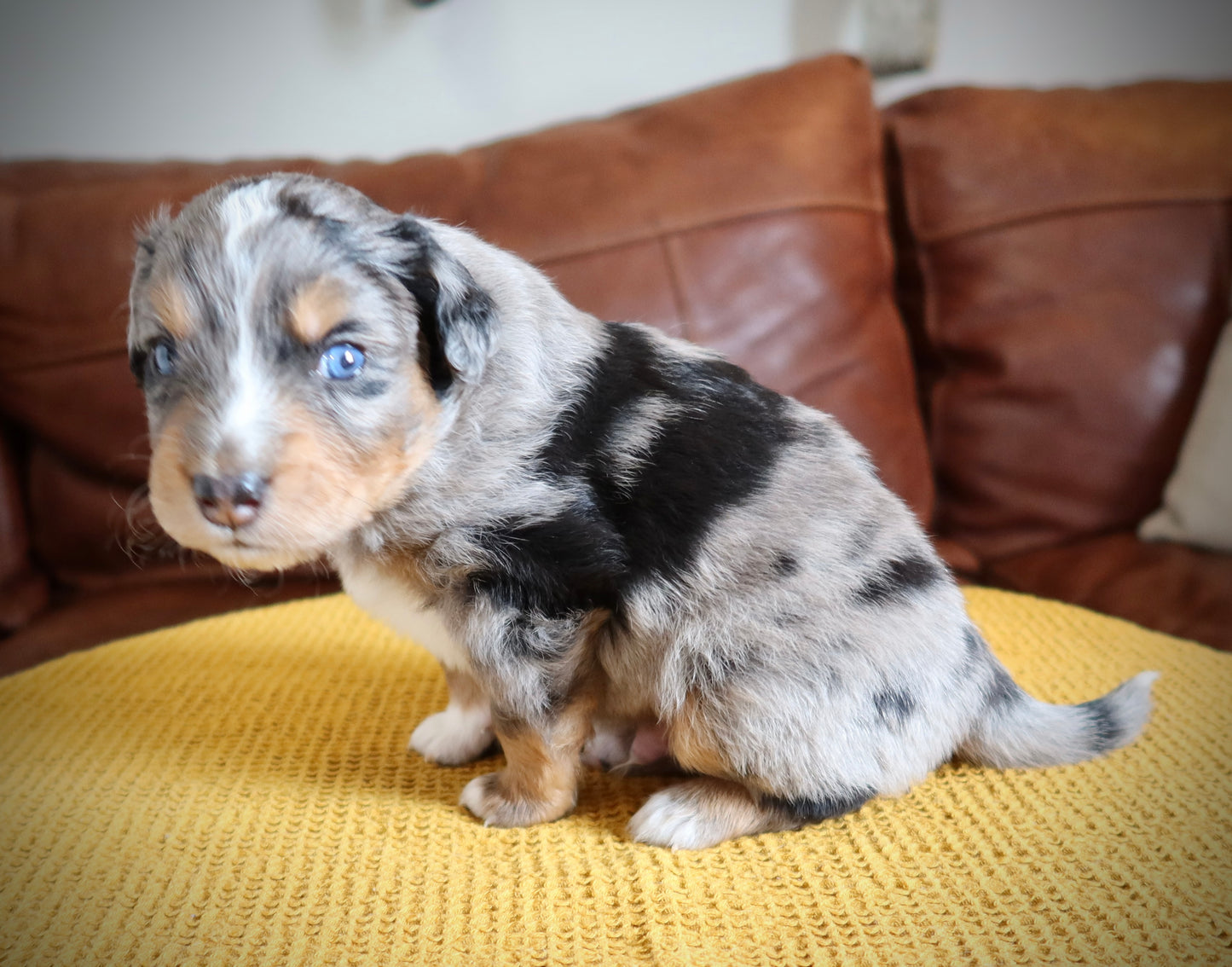 Male Mini Australian Mountain Doodle