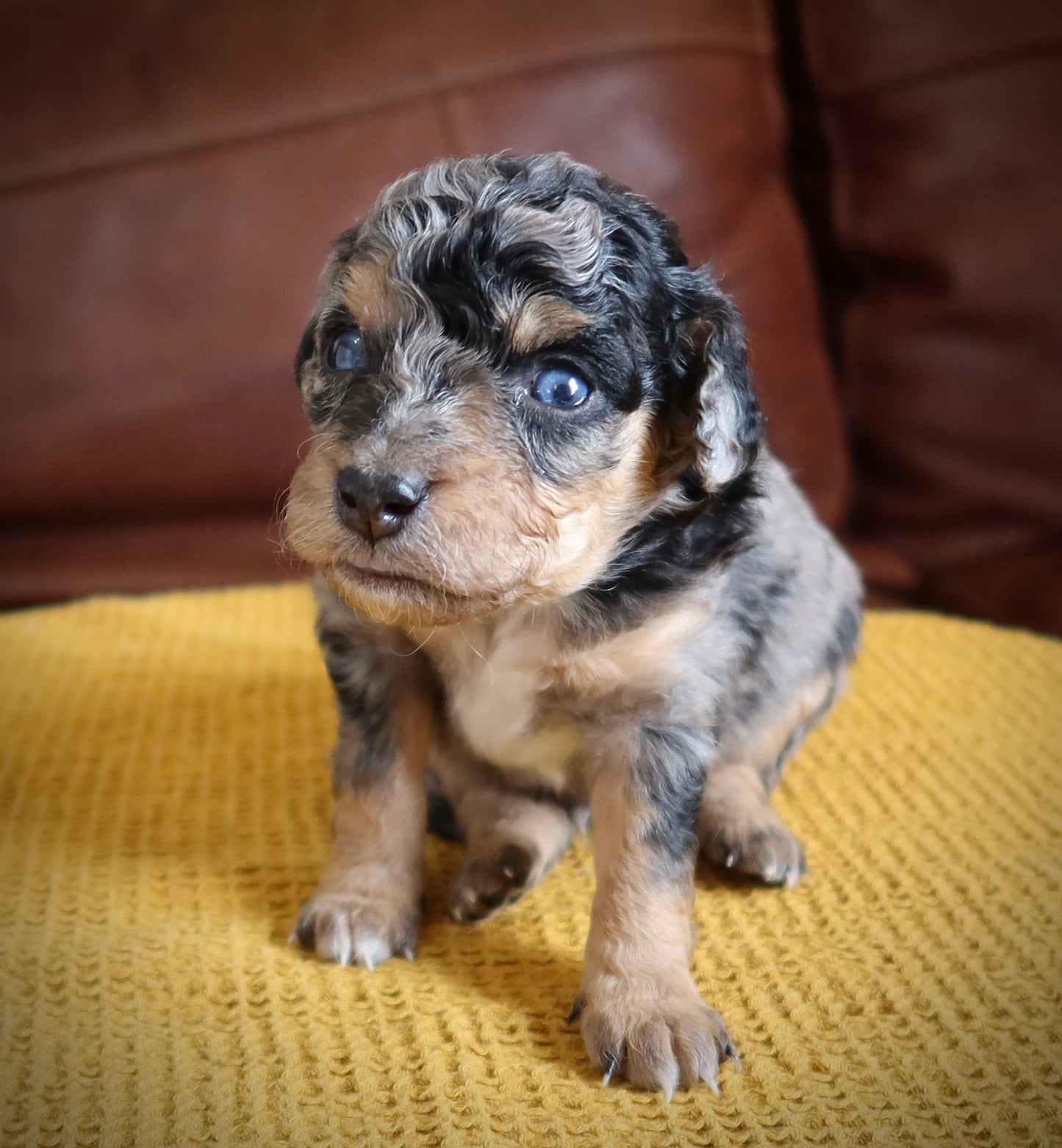 Male Mini Australian Mountain Doodle