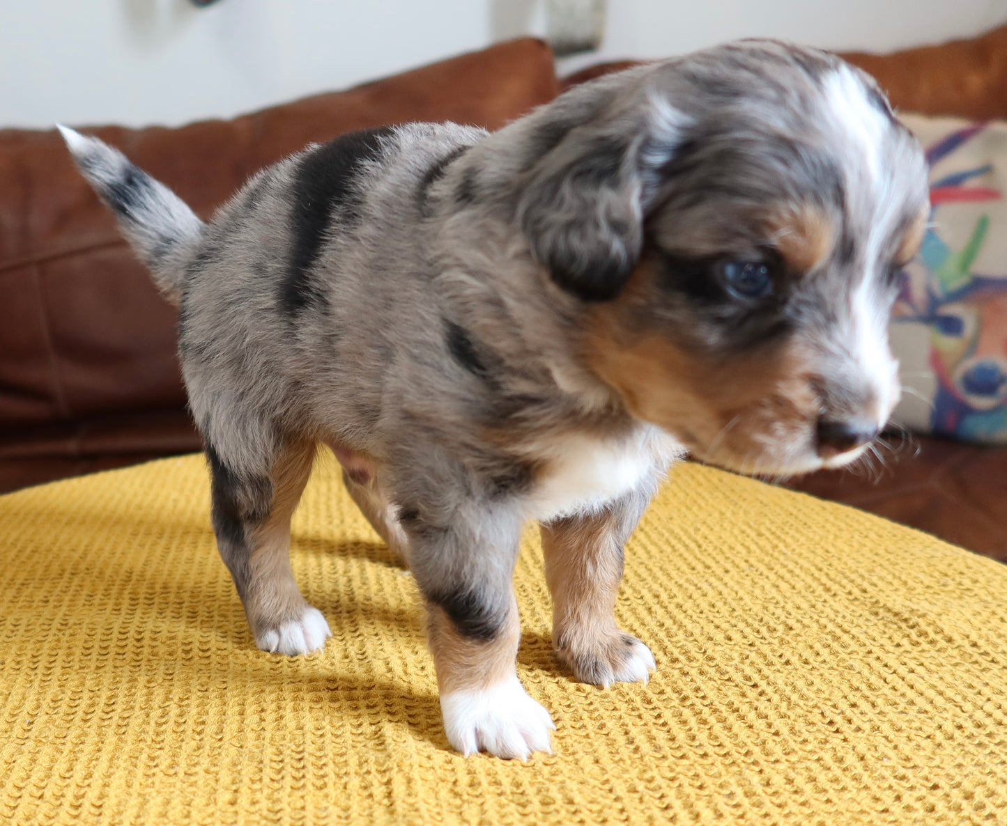 Male Mini Australian Mountain Doodle