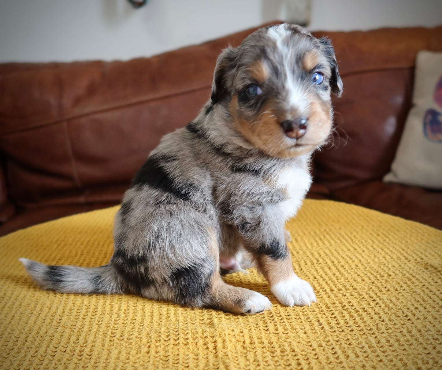 Male Mini Australian Mountain Doodle