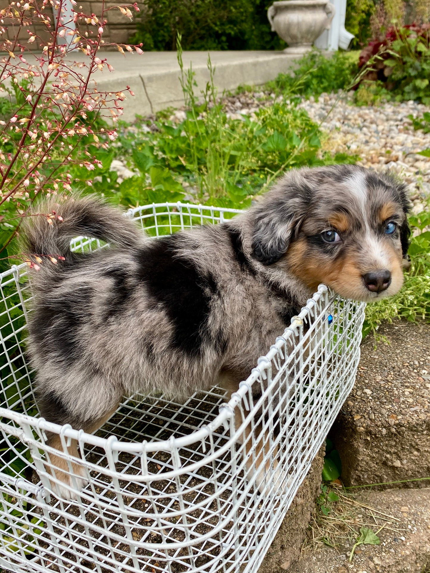 Male Mini Australian Mountain Doodle