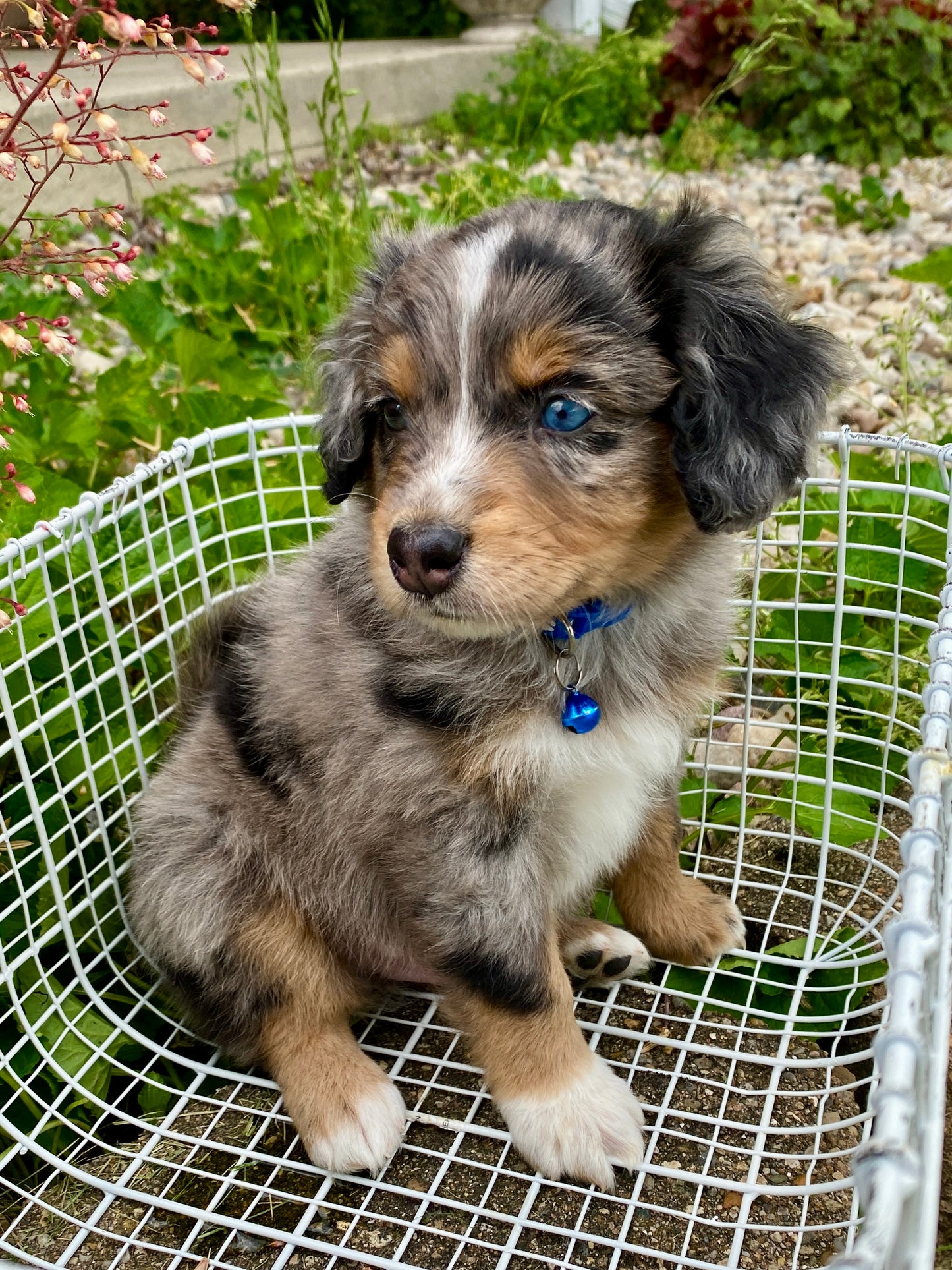 Male Mini Australian Mountain Doodle