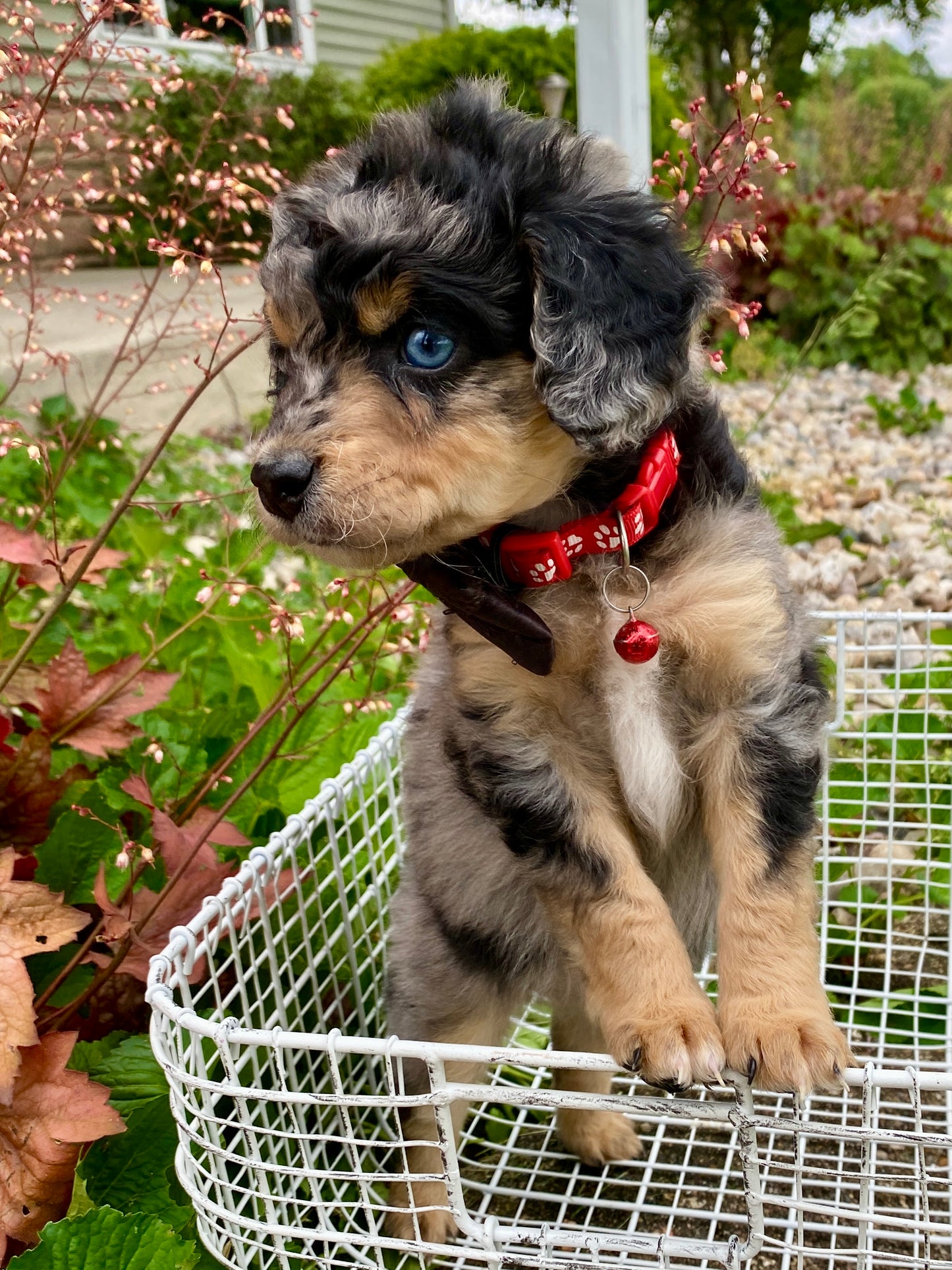 Male Mini Australian Mountain Doodle