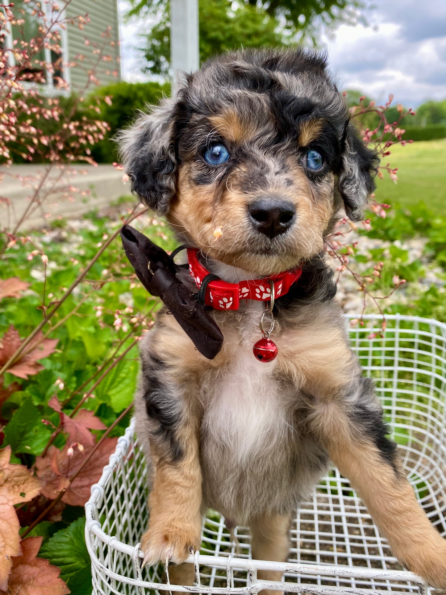 Male Mini Australian Mountain Doodle