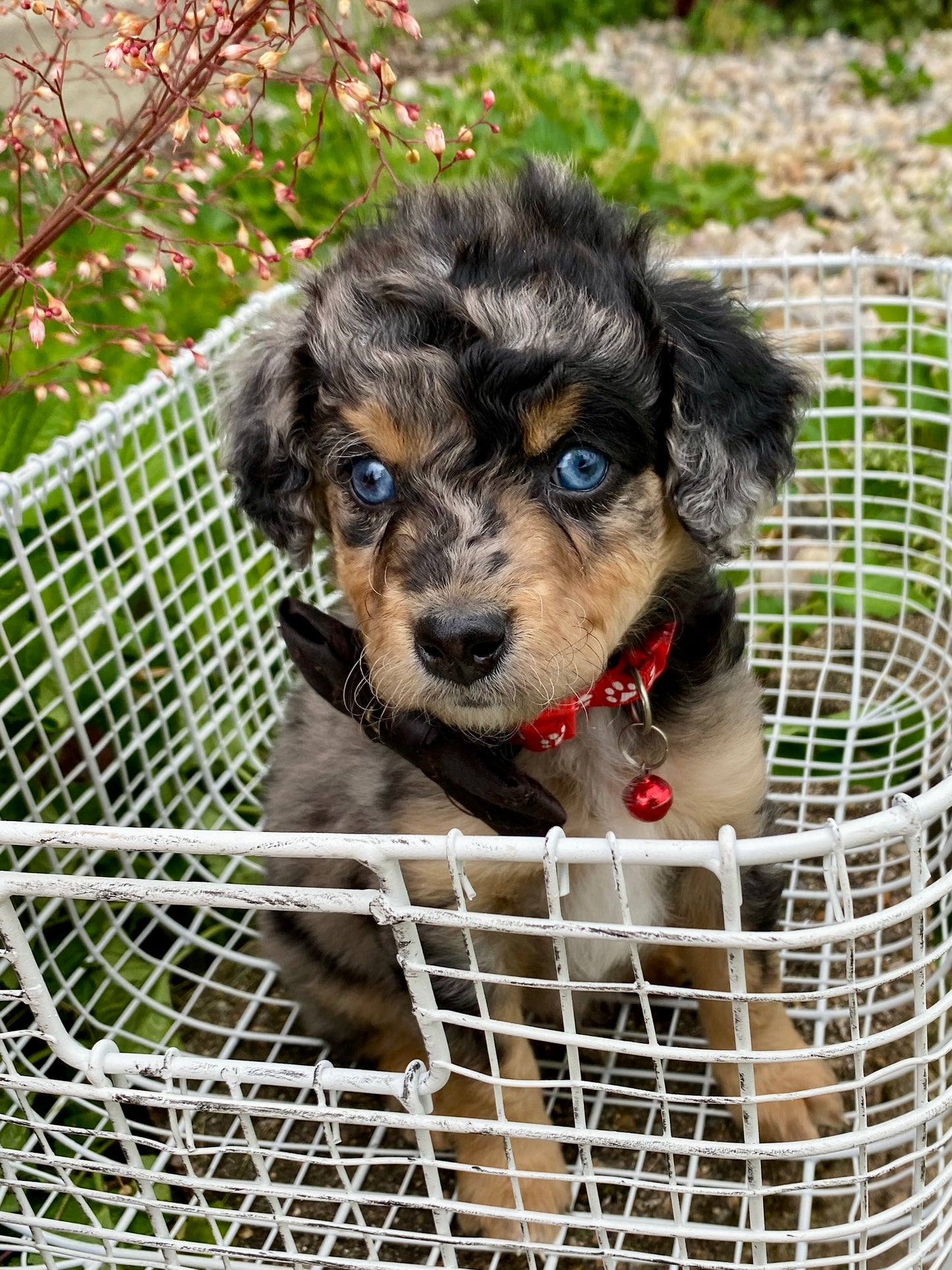 Male Mini Australian Mountain Doodle