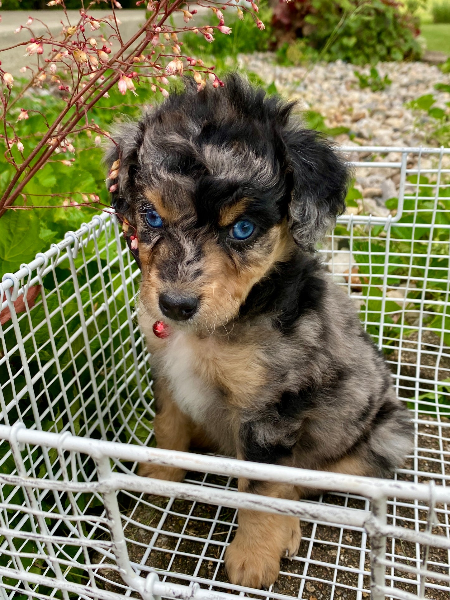 Male Mini Australian Mountain Doodle