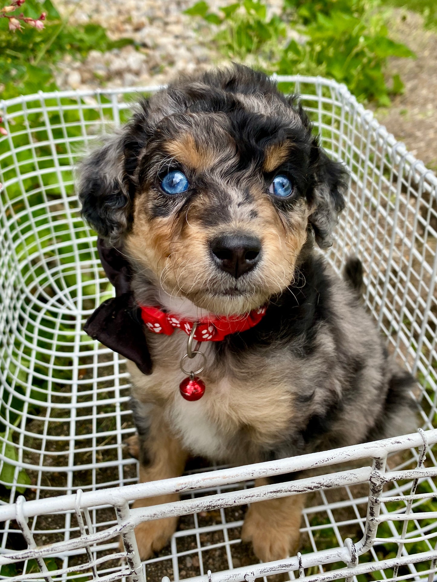 Male Mini Australian Mountain Doodle