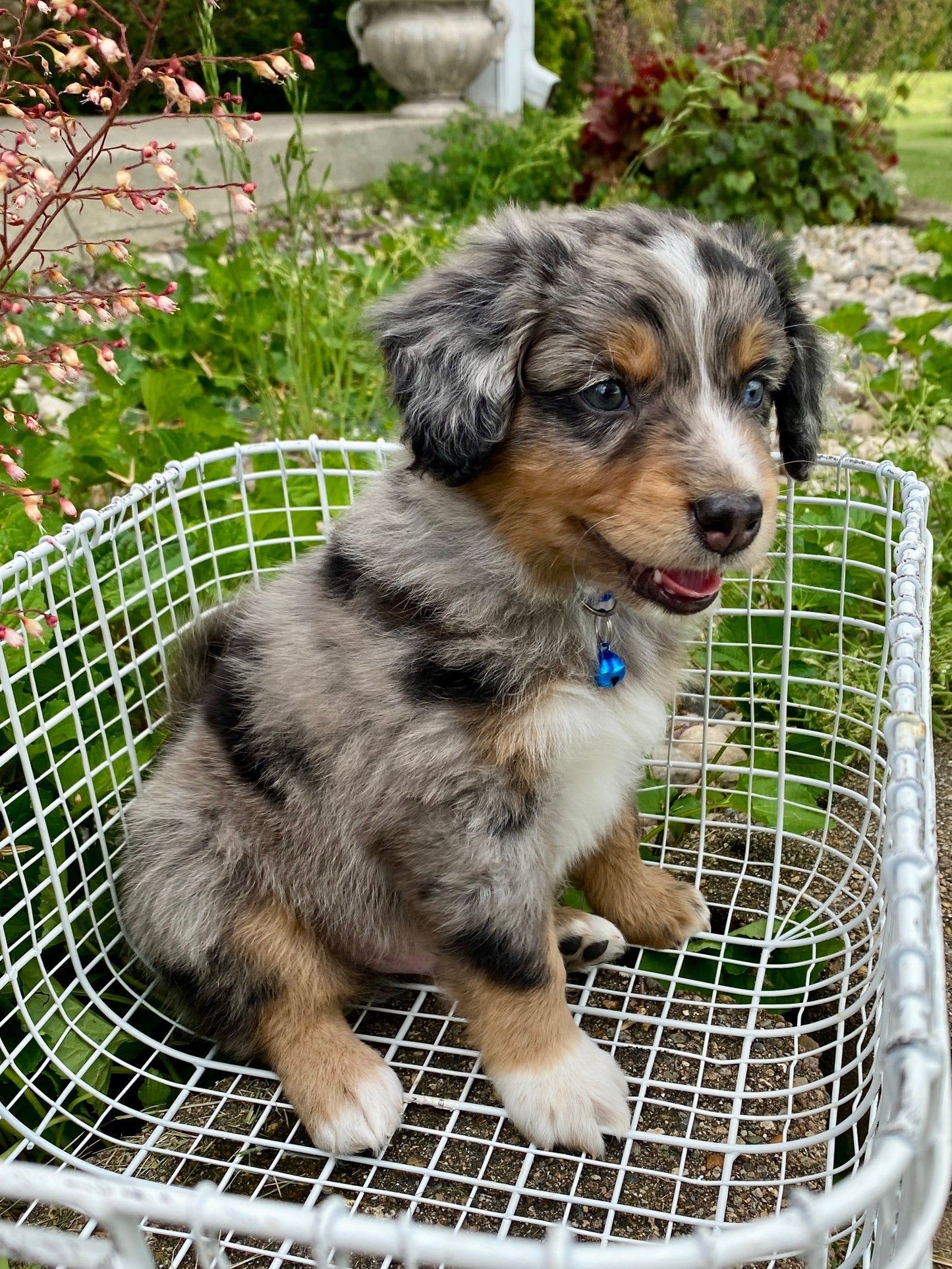 Male Mini Australian Mountain Doodle