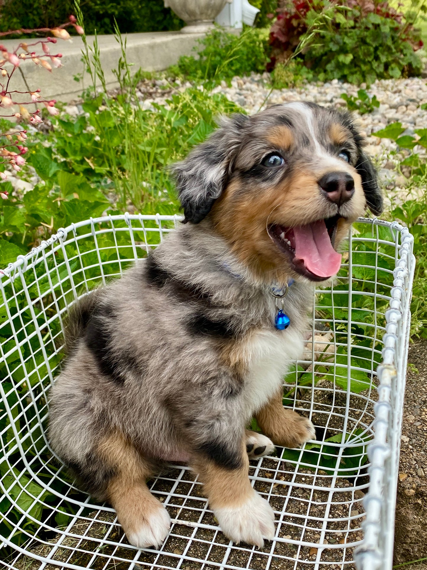 Male Mini Australian Mountain Doodle